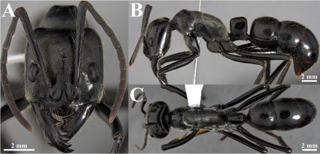 <i>Dinoponera mutica</i> Species of ant