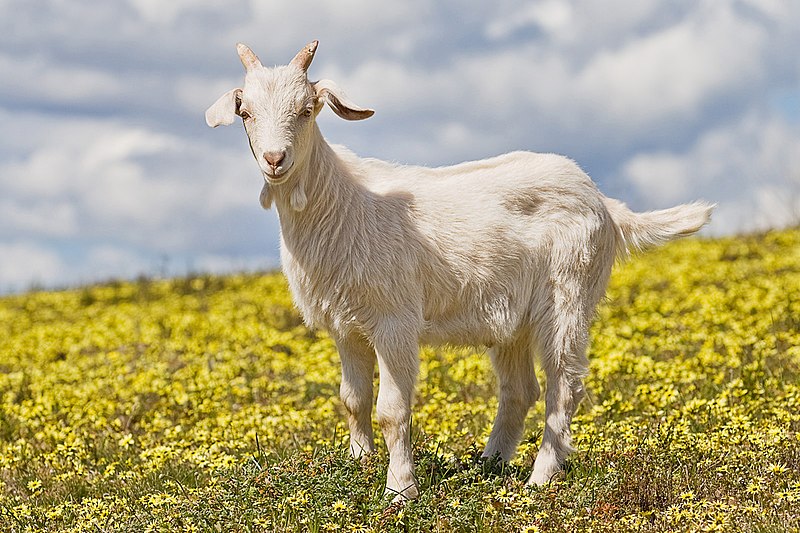 File:Domestic goat kid in capeweed edit.jpg