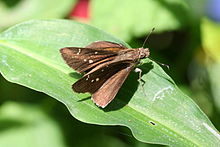 Ikki nuqta skipper (Decinea percosius) .jpg