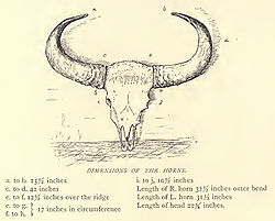 Douglas Hamilton, Dimensions of Bison horns.jpg