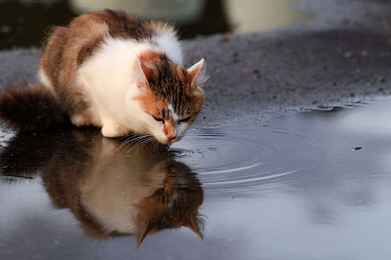 A cat drinking from a pond, upper Austria.