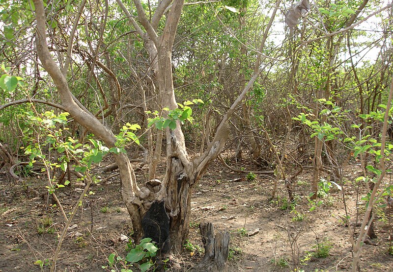 File:Dry Forests at Pamulapalli.jpg