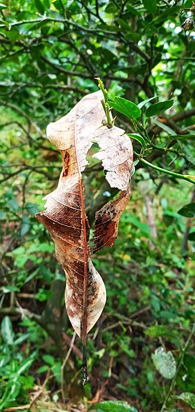 File:Dry leaf on the tree.jpg