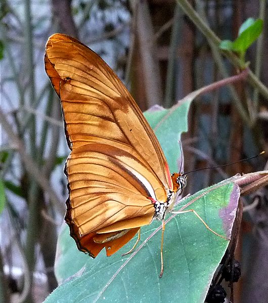 File:Dryas julia - Flickr - gailhampshire.jpg