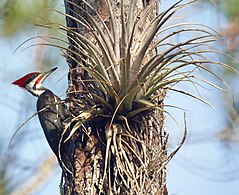 Dryocopus pileatus 1.jpg