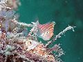 Dwarf hawkfish (Cirrhitichthys falco), سيبادان, Malaysia