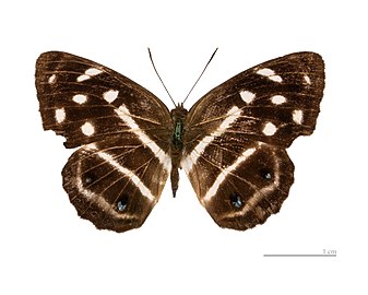  Museum specimen ♂ dorsal side