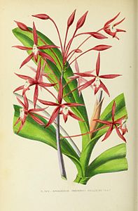 plate 19 Epidendrum friderici-guilielmi