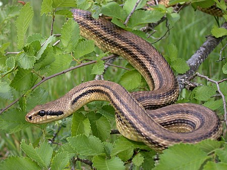 Elaphe_quatuorlineata