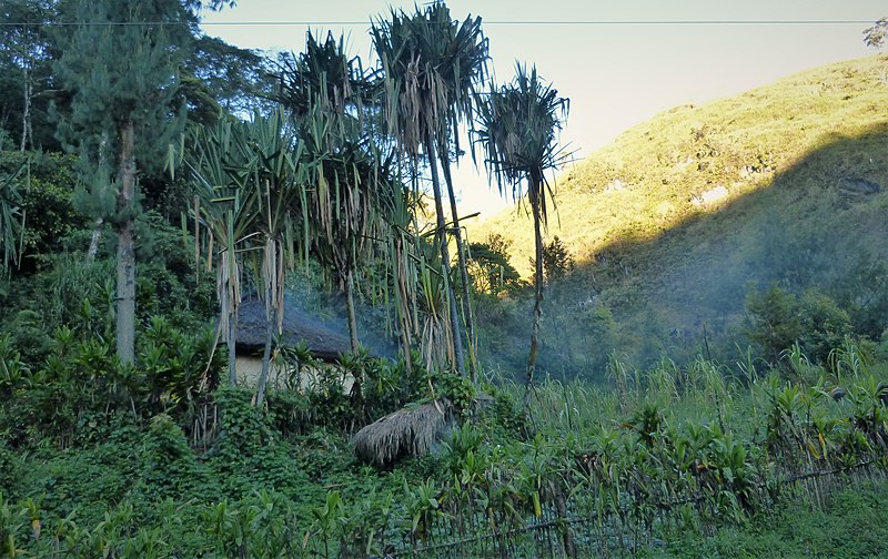 File:Early morning smoke seeping through the thatched roof of this hut (48665440943).jpg