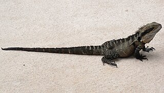 <span class="mw-page-title-main">Australian water dragon</span> Species of lizard