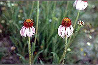 Echinacea.angustifolia01.jpg