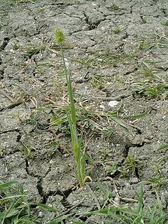 <i>Echinaria</i> Genus of grasses