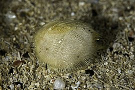 Echinocardium flavescens