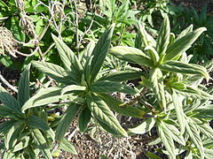 Echium callithyrsum (2009).jpg