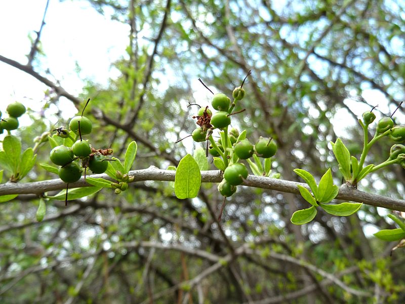 File:Ehretia rigida, vrugte, Schanskop.jpg