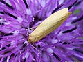 Eilema pygmaeola (Doubleday, 1847)