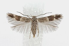 Elachista aniqligi - female.jpg