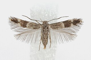 <i>Elachista exactella</i> Species of moth