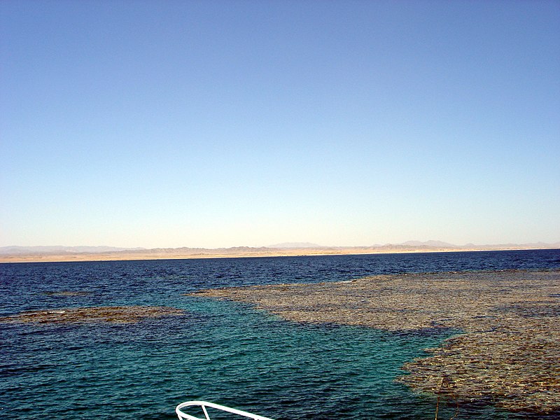 File:Elphinstone Reef - Surface.jpg