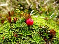 Empetrum rubrum et son fruit - Île Navarino en Terre de Feu.