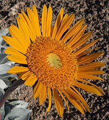 Enceliopsis argophylla 4.jpg