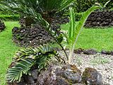 Encephalartos pterogonus, Parque Terra Nostra, Furnas, Azoren