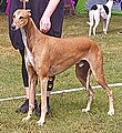 English Greyhound, red