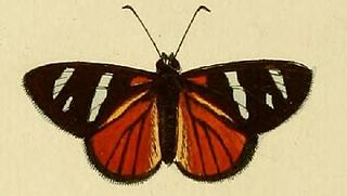<i>Entheus eumelus</i> Species of butterfly