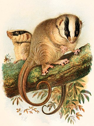 <span class="mw-page-title-main">Feather-tailed possum</span> Species of marsupial