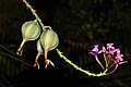 Epidendrum secundum capsules and flowers