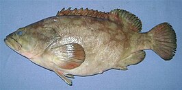 Epinephelus erythrurus