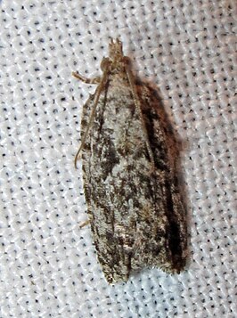 Epinotia nonana