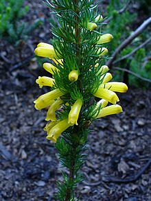 Detalhe da flor da Erica patersonia. JPG