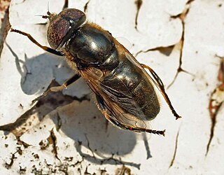 <i>Eristalinus sepulchralis</i> Species of fly