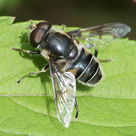 Eristalis_saxorum