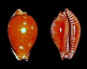 Resmin açıklaması Erosaria guttata.shell001.jpg.