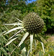 Eryngium alternatum