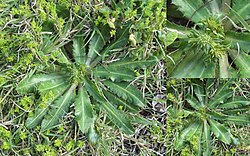 Eryngium nudicaule poster.jpg