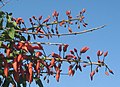 Erythrina falcata