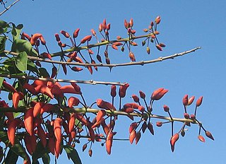 <i>Erythrina falcata</i> Species of legume