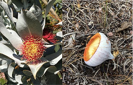 Open flower of Eucalyptus macrocarpa, next to a shed operculum