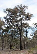 Miniatura para Eucalyptus tricarpa