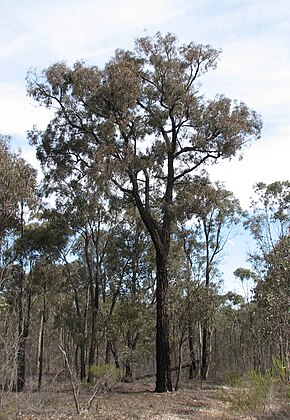 Descrizione dell'immagine Eucalyptus tricarpa.jpg.