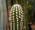 Miniatura para Eulychnia breviflora