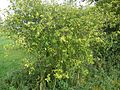 Euonymus europaeus f. albus