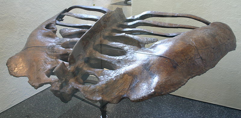 File:Euoplocephalus tutus pelvis.jpg