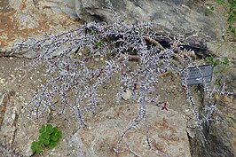 Euphorbia beharensis