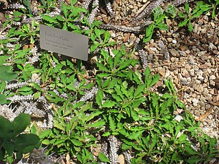 <i>Euphorbia decaryi</i> species of plant