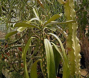 Descrizione dell'immagine Euphorbia drupifera ies.jpg.